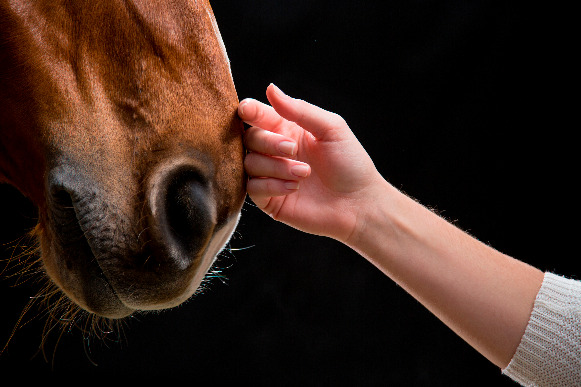 equicoaching